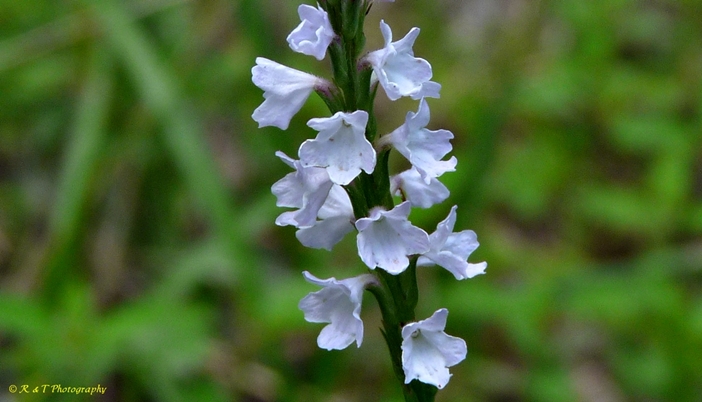 {Verbena simplex}
